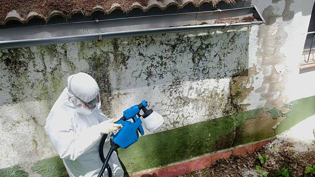 Trusted Black Mold Removal service in Dorr, MI - Cheap Mold Removal